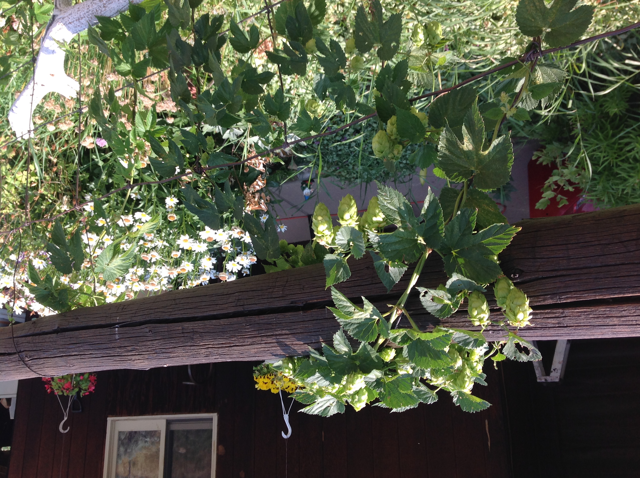 2015 Hops #2.JPG