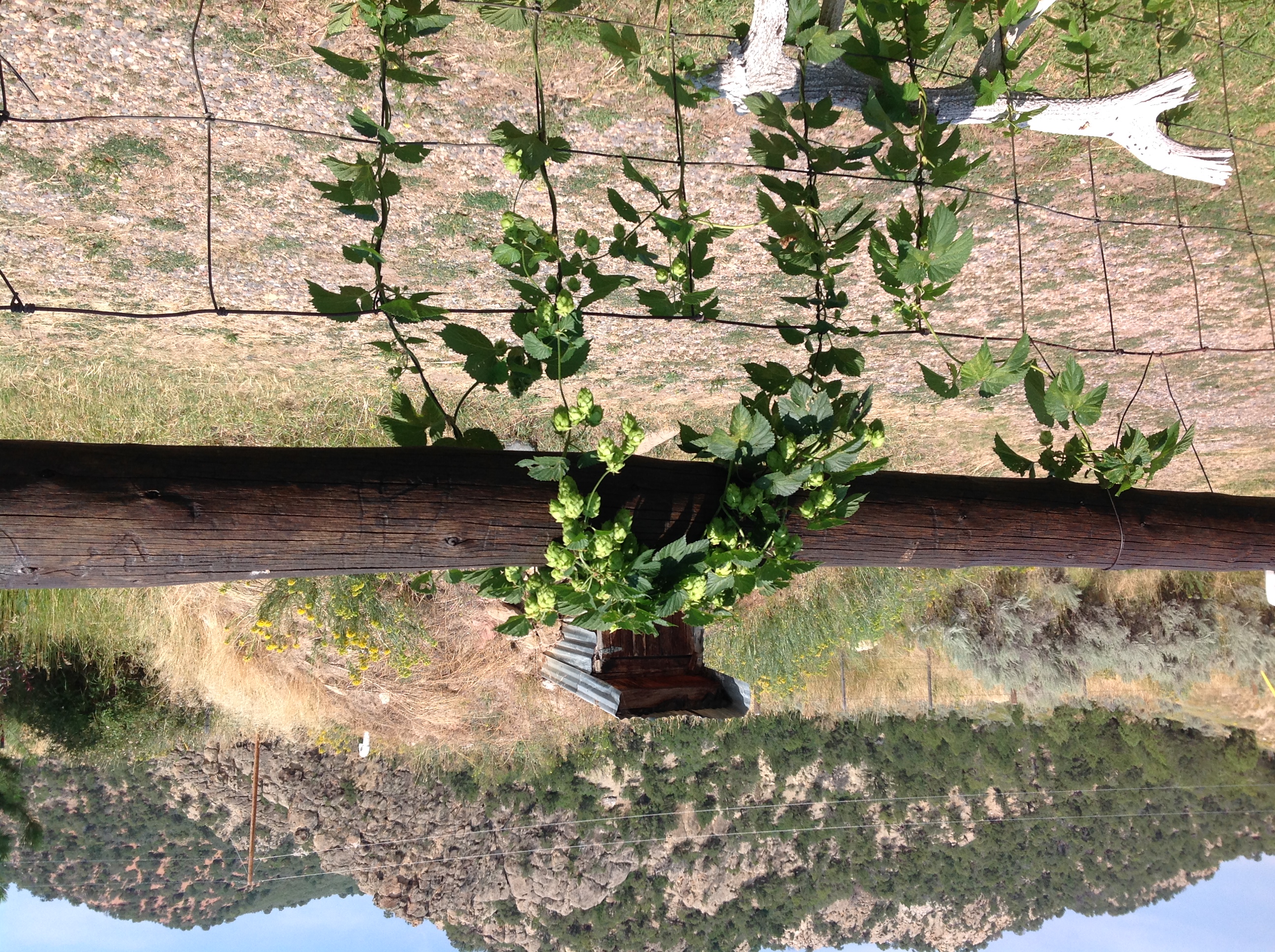 2015 Hops.JPG