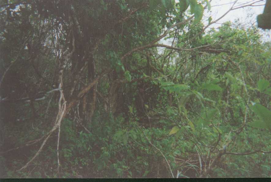 Can You See Me.JPG