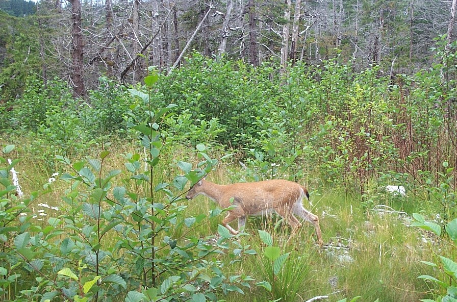 DEER.JPG