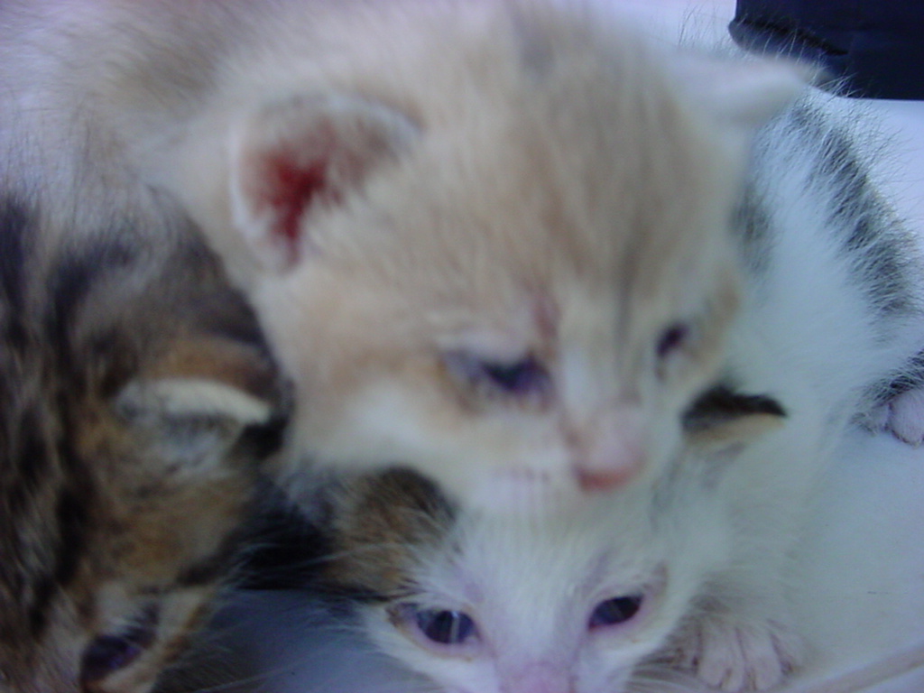 DSC00075.JPG
