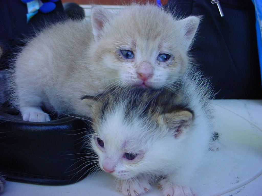 DSC00078.JPG