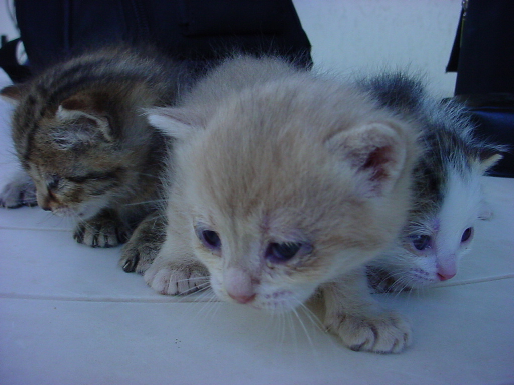 DSC00080.JPG
