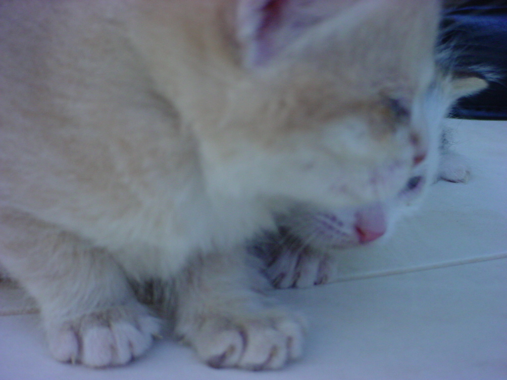 DSC00081.JPG