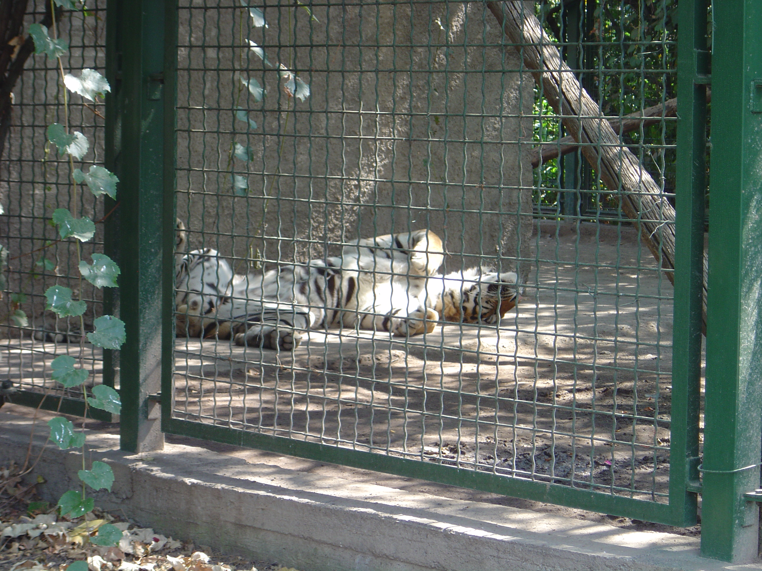 DSC01105.JPG