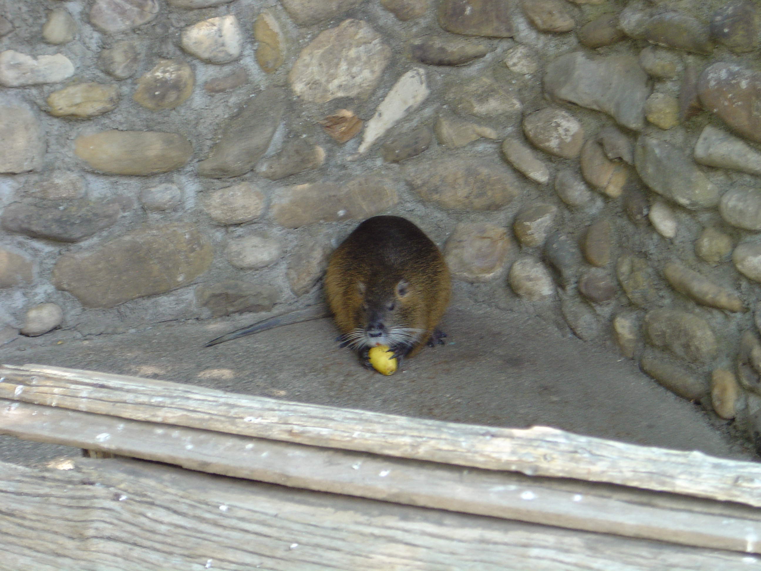 DSC01118.JPG