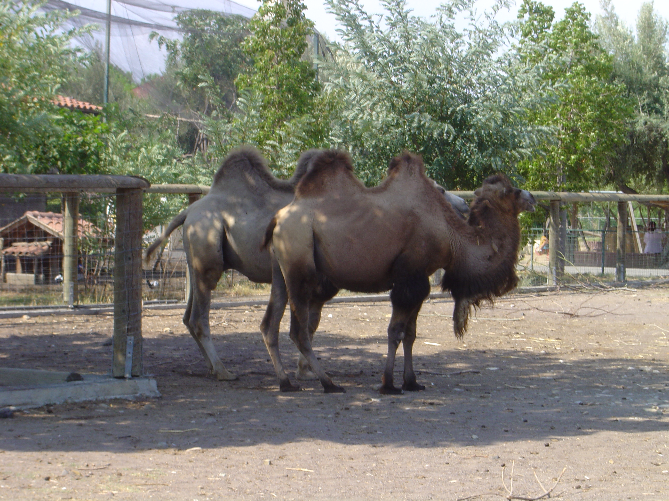DSC01133.JPG