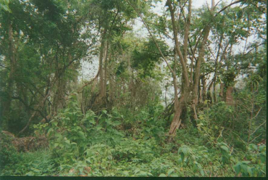Jungle.JPG