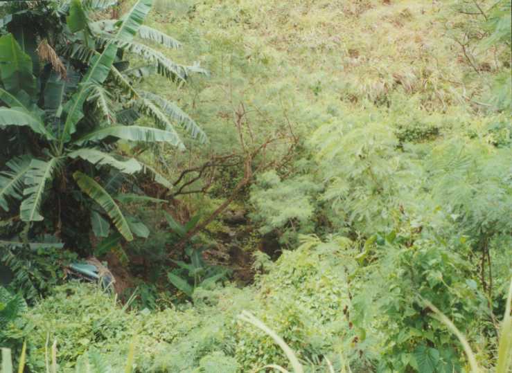 MORE JUNGLE.JPG