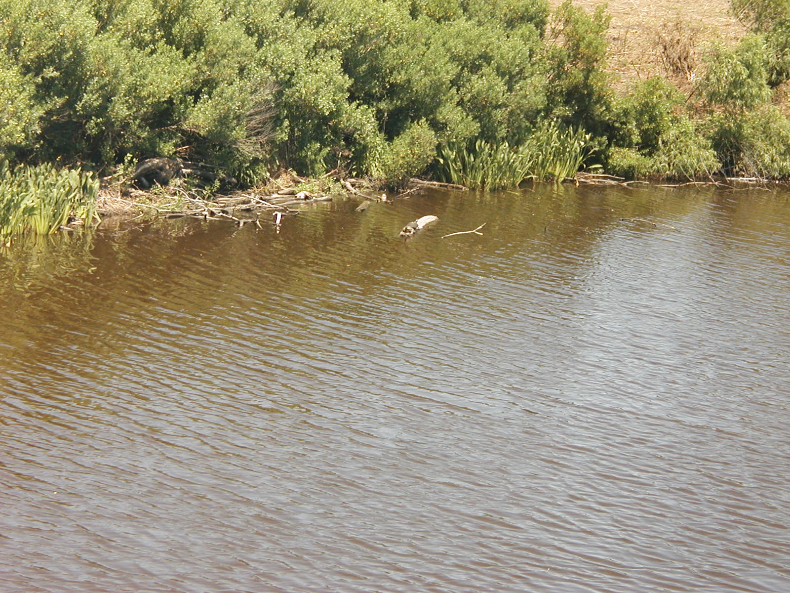 P1010003.JPG
