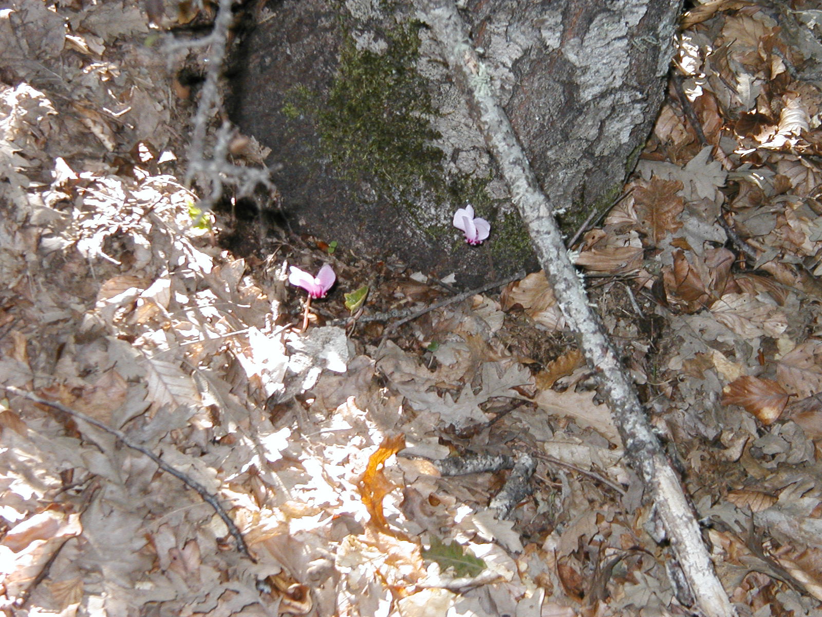 P1010023.JPG