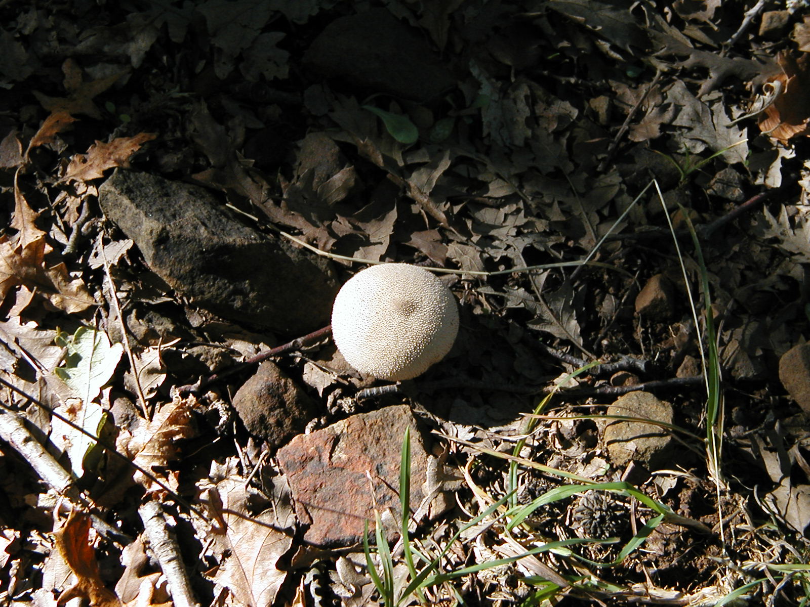 P1010028.JPG