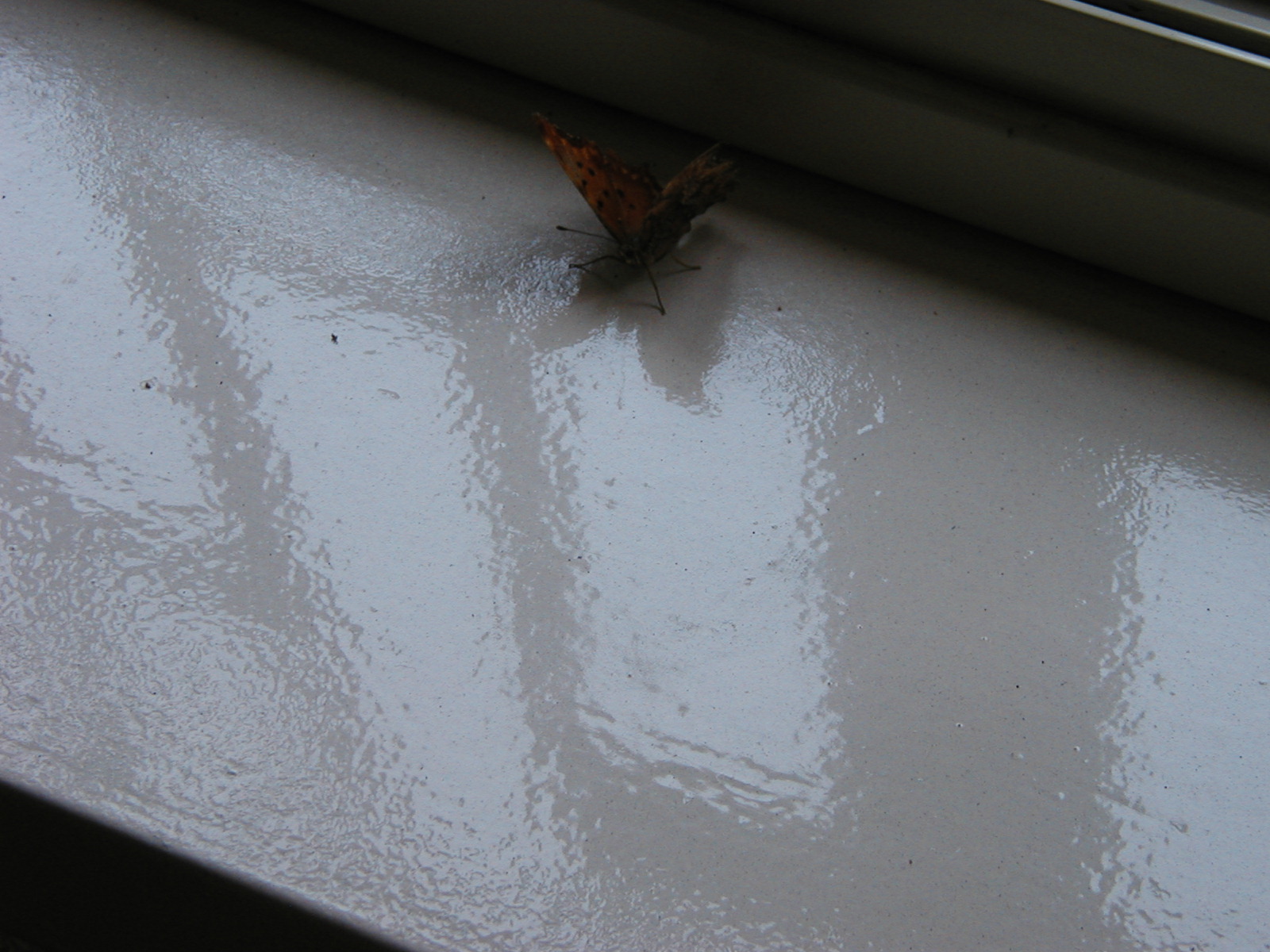 P1010043.JPG