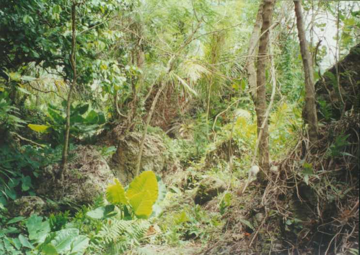 THE JUNGLE.JPG