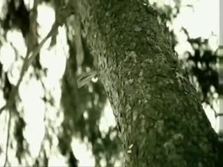 FAUN    Schrei es in die Winde.mp4