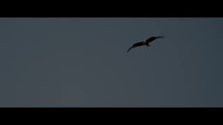 FAUN - Federkleid (Offizielles Video).mp4
