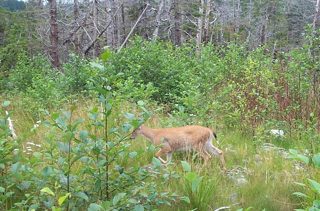 DEER.JPG