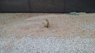 IMG_20170421_062611.jpg