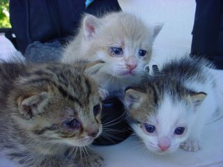 DSC00071.JPG