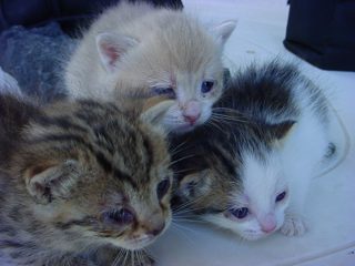 DSC00072.JPG
