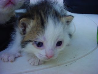 DSC00074.JPG