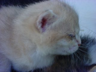 DSC00077.JPG