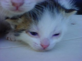 DSC00079.JPG