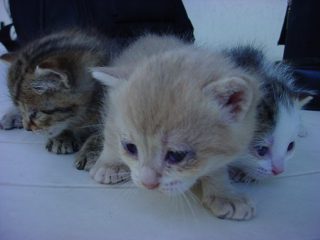 DSC00080.JPG