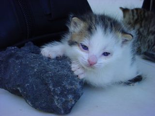DSC00093.JPG