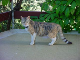 DSC00096.JPG