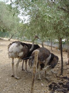 DSC01066.JPG