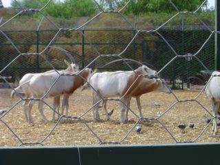 DSC01098.JPG