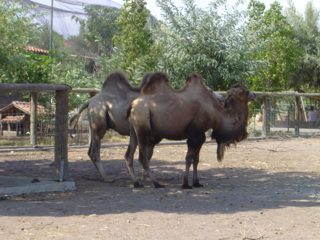 DSC01133.JPG