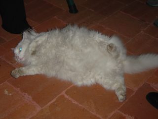 DSC01020.JPG