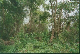 Jungle.JPG