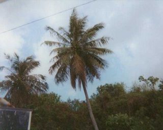 COCONUTTREE.JPG