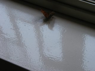 P1010043.JPG