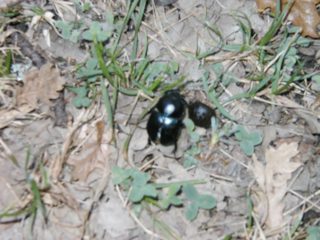 P1010027.JPG