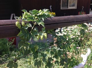 2015 Hops #2.JPG