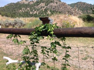 2015 Hops.JPG