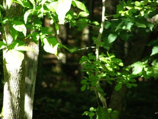 P7140029.JPG