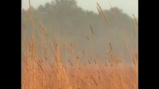 Civil War Combat_ The Wheatfield at Gettysburg (S1, E1) _ Full Episode _ History.mp4
